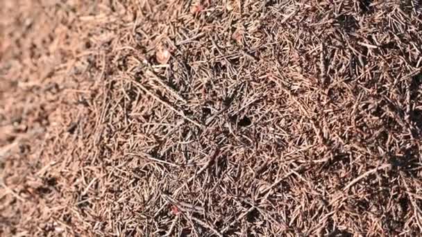 Obrovský mraveniště s velkými červenými mravenci v lese v blízkosti — Stock video