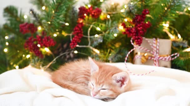 Μικρό αστείο γατάκι τζίντζερ κοιμάται δίπλα σε ένα χριστουγεννιάτικο δέντρο και δώρα Πρωτοχρονιάς — Αρχείο Βίντεο