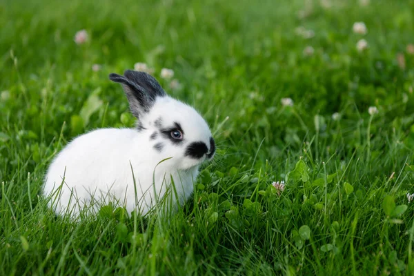 Simpatico animale grigio divertente coniglietto su uno sfondo di erba verde e trifogli nel pomeriggio in estate — Foto Stock