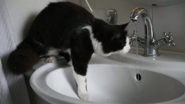 Gato esponjoso divertido beber agua del grifo — Vídeos de Stock