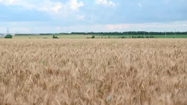 Mavi gökyüzü arka planında altın buğday tarlası — Stok video