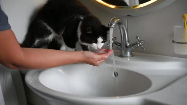 Nadýchaná kočka legrační pití vody z kohoutku — Stock video