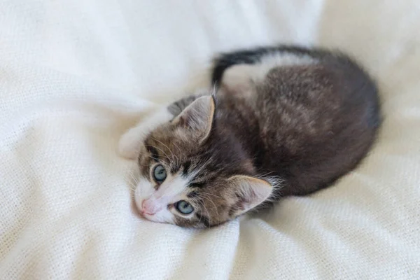 Söt brun kattunge katt på en vit filt hemma närbild tittar på kameran — Stockfoto