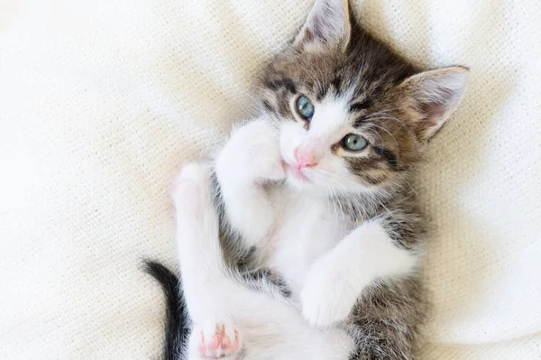 Söt brun kattunge katt på en vit filt hemma närbild tittar på kameran — Stockfoto