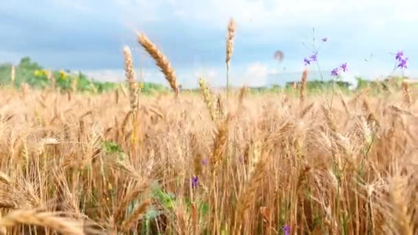 Nyári arany búza mező kék ég háttér — Stock videók