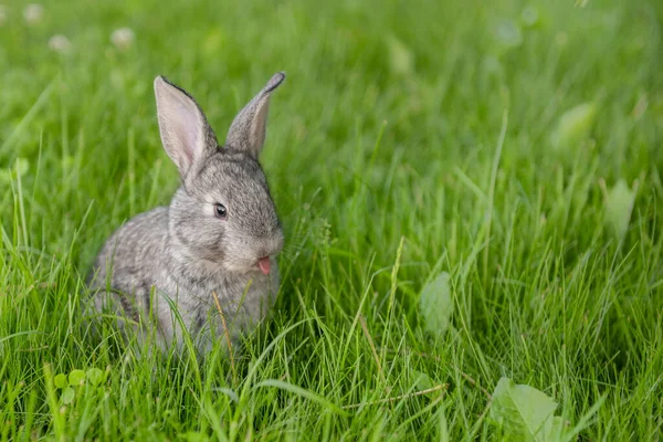 Simpatico animale grigio divertente coniglietto su uno sfondo di erba verde e trifogli nel pomeriggio in estate — Foto Stock