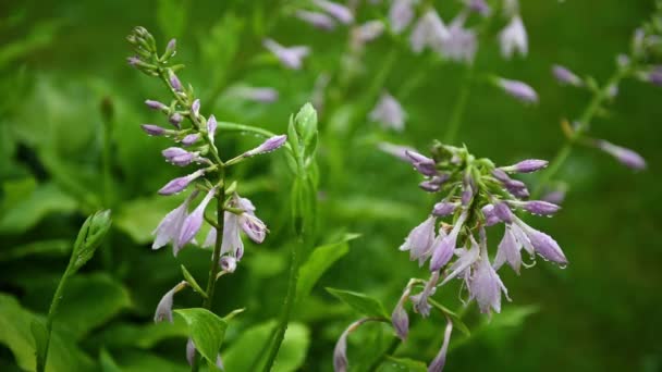緑の草の背景に雨粒のある夏の美しい紫色の鐘花 — ストック動画