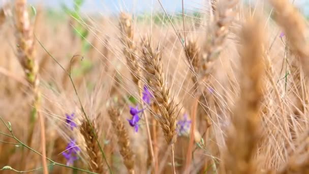 Lato złote pole pszenicy na tle błękitnego nieba — Wideo stockowe