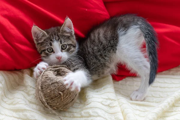 Schattig bruin kitten kat zitten op het raam thuis kijken naar de camera close-up — Stockfoto