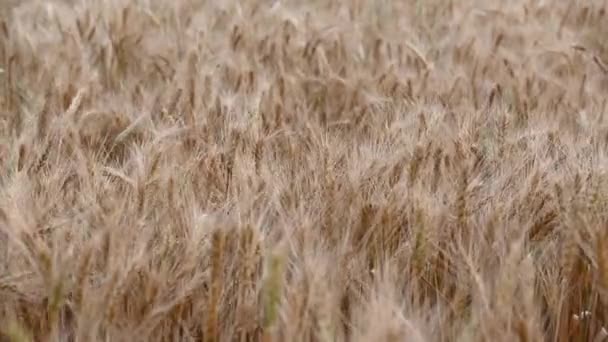 Zomer gouden tarwe veld op blauwe lucht achtergrond — Stockvideo