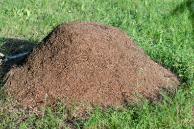 Ormanda büyük kırmızı karıncalar olan dev bir karınca yuvası.