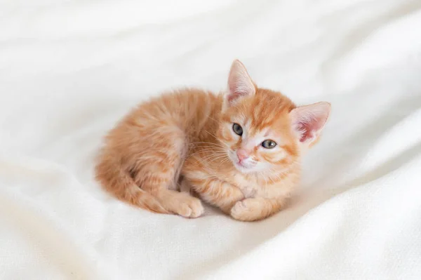 Gatinho de gengibre bonito deitado na cama olhando para a câmera em casa — Fotografia de Stock