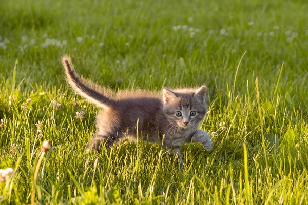 Pequeno gatinho cinza bonito jogando na grama no verão — Fotografia de Stock
