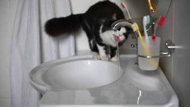 Gato esponjoso divertido beber agua del grifo — Vídeos de Stock