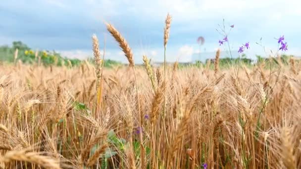 Léto zlatá pšenice pole na modré obloze pozadí — Stock video
