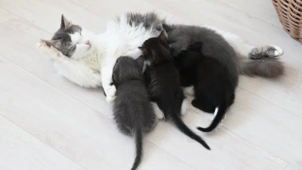Söt grå fluffig katt matar fyra kattungar — Stockvideo