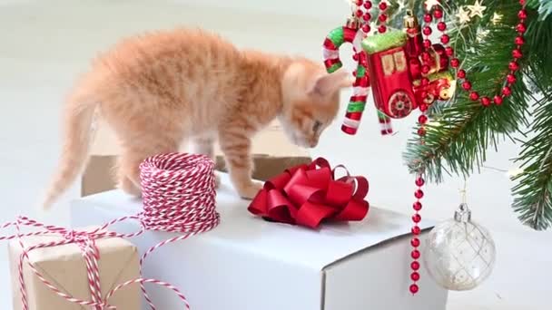 Pequeño gatito jengibre divertido jugando con decoraciones de Año Nuevo cerca del árbol de Navidad con el concepto de regalos de año nuevo y Navidad — Vídeo de stock