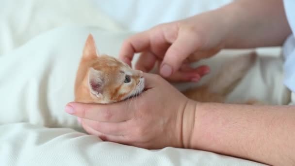 Pequeno gengibre engraçado gatinho nos braços de uma mulher close-up — Vídeo de Stock