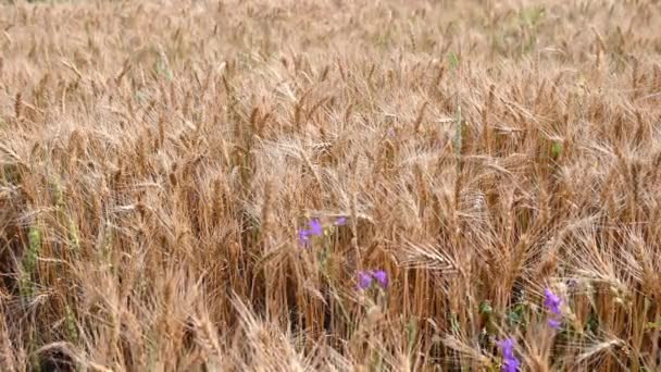 Summer golden wheat field on blue sky background — Stock Video