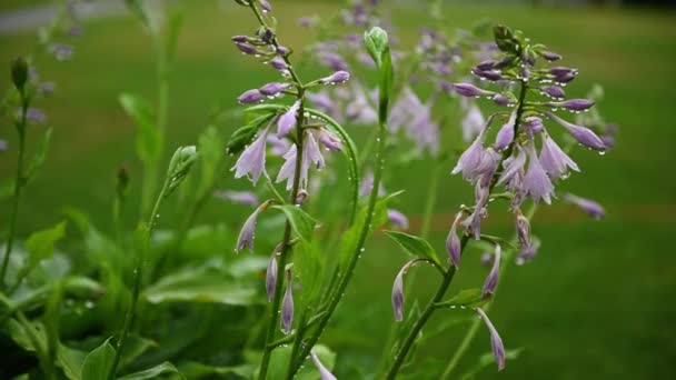 Yazın yeşil çimlerin üzerinde yağmur damlaları olan güzel mor çan çiçekleri. — Stok video
