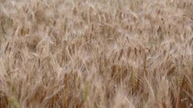 Mavi gökyüzü arka planında altın buğday tarlası