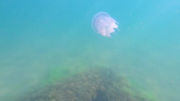 Riprese subacquee meduse velenose con enormi tentacoli con un bordo viola nuota nel mare primo piano — Video Stock