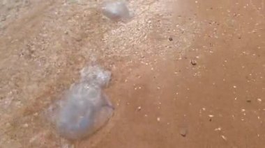 Yazın denizin sahilinde bir sürü denizanası.