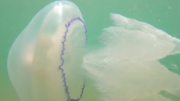 Podvodní natáčení jedovaté medúzy s obrovskými chapadly s fialovou hranicí plave v moři zblízka — Stock video