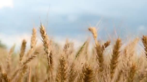 Mavi gökyüzü arka planında altın buğday tarlası — Stok video