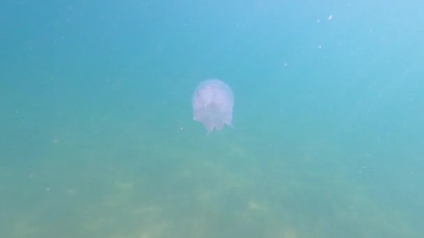 Riprese subacquee meduse velenose con enormi tentacoli con un bordo viola nuota nel mare primo piano — Video Stock