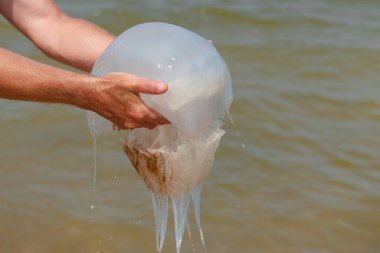 Dev denizanası, yazın yakın planda, sahilde bir adamın elinde.