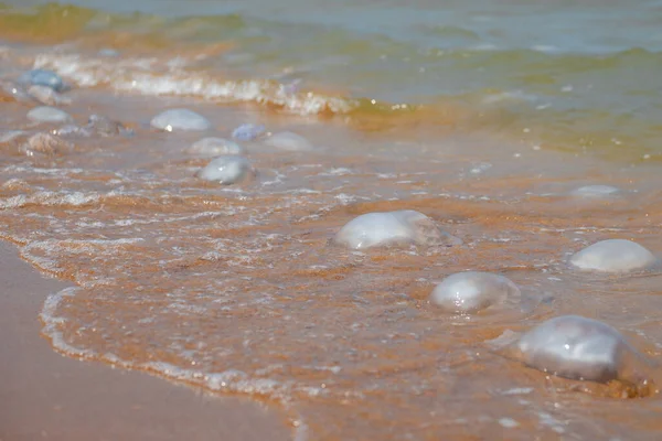 Багато медуз на березі моря влітку — стокове фото