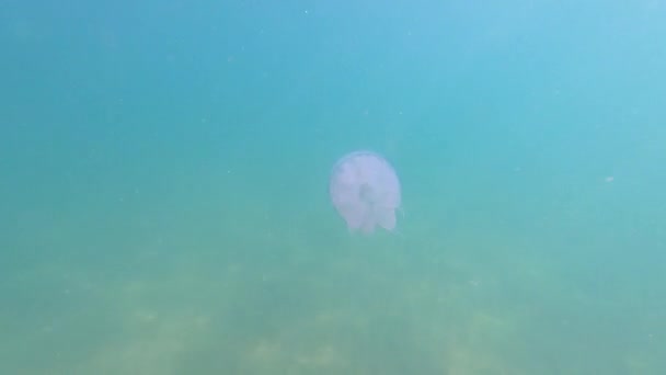 Bajo el agua filmando medusas venenosas con enormes tentáculos con un borde púrpura nada en el mar de cerca — Vídeos de Stock