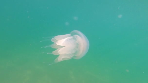 Subaquático filmar medusas venenosas com enormes tentáculos com uma borda roxa nada no mar close-up — Vídeo de Stock