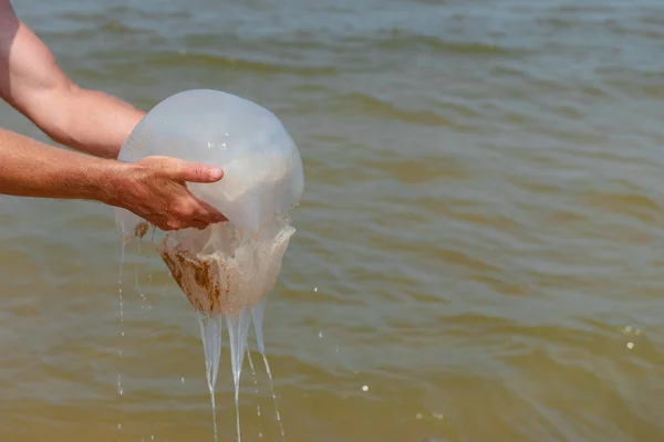 giant jellyfish in the hands of a man on the beach at the sea in summer close-up