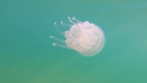 Riprese subacquee meduse velenose con enormi tentacoli con un bordo viola nuota nel mare primo piano — Video Stock