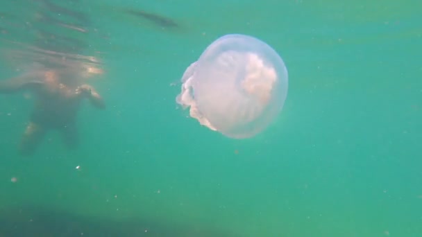 Riprese subacquee meduse velenose con enormi tentacoli con un bordo viola nuota nel mare primo piano — Video Stock