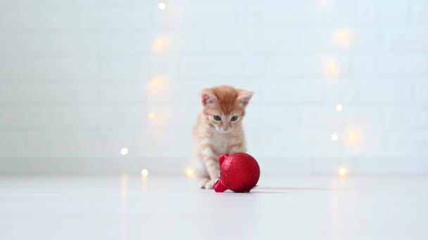 Bonito engraçado gengibre gato gatinho jogar com Natal decorações luzes conceito de ano novo e natal — Vídeo de Stock