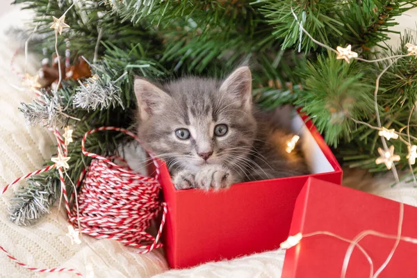 Niedliches kleines Kätzchen sitzt in Weihnachtsgeschenkbox unter Weihnachtsbaum auf weißem isolierten Hintergrund — Stockfoto