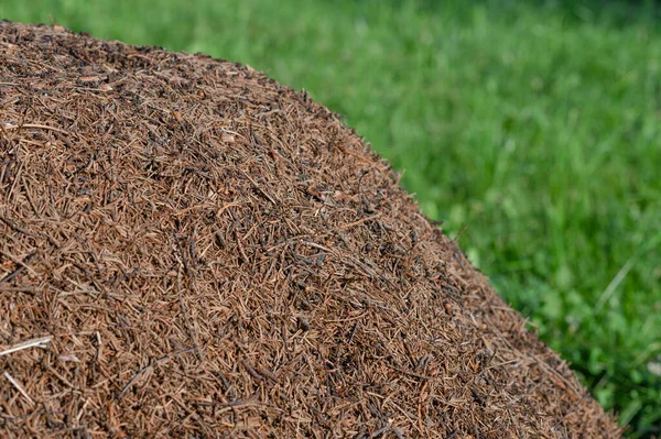 Énorme fourmilière avec de grandes fourmis rouges dans la forêt proche — Photo