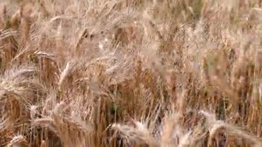 Mavi gökyüzü arka planında altın buğday tarlası