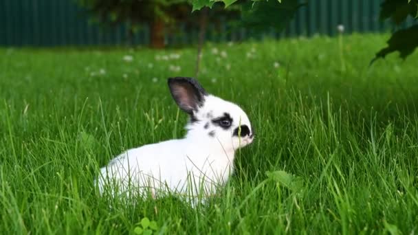 Cute gray animal funny bunny on a background of green grass and clovers in the afternoon in summer — Stock Video