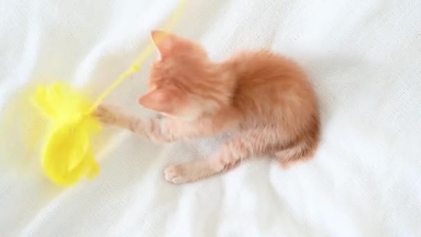 Petit chaton gingembre mignon chat drôle jouer avec un jouet gros plan sur un fond blanc — Video