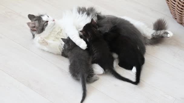 Милый серый пушистый кот кормит четырех котят — стоковое видео