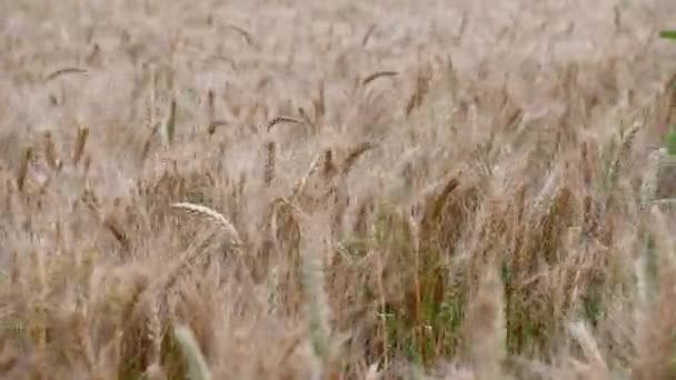 Sommer goldenen Weizenfeld auf blauem Himmel Hintergrund — Stockvideo