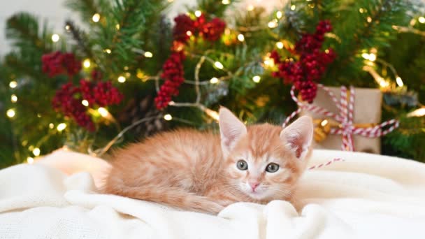 Pequeno gato de gengibre engraçado jogando ao lado de uma árvore de Natal e presentes de Ano Novo — Vídeo de Stock