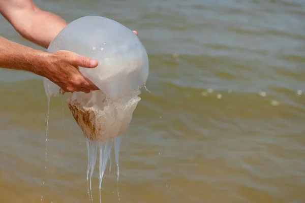 giant jellyfish in the hands of a man on the beach at the sea in summer close-up