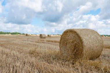 Kuru bir çim tarlasına yakın çekim