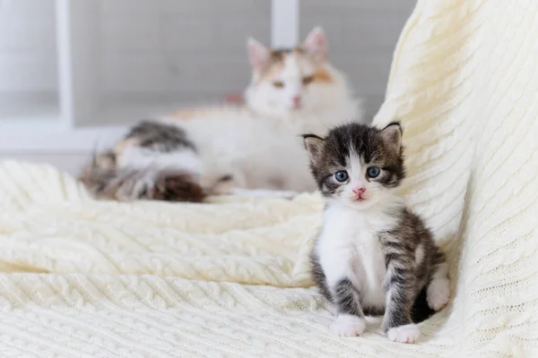可爱的绒毛猫坐在家里的白色毛毯上，背景是猫妈妈 — 图库照片