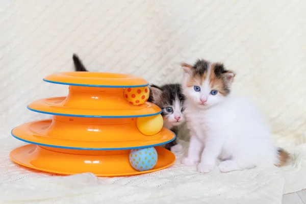 Two cute fluffy cat kitten sitting on a white blanket at home looking at a toy for cats — Stok fotoğraf